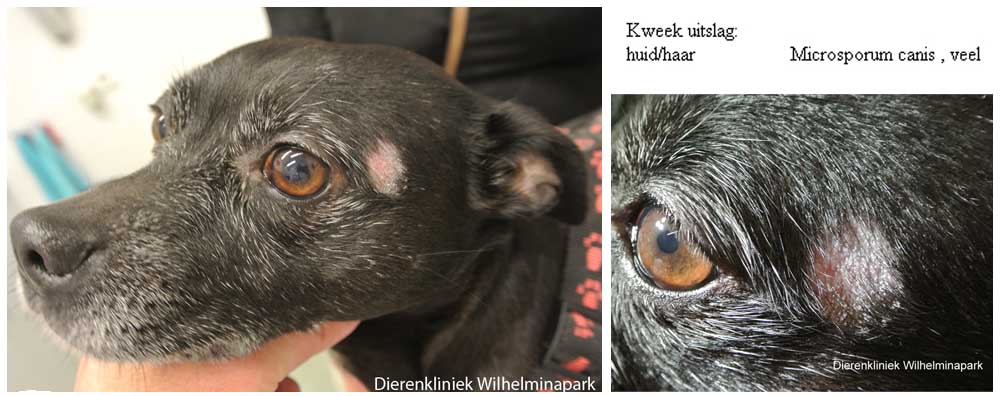 Een hond met een schimmel tgv Micro sporum canis